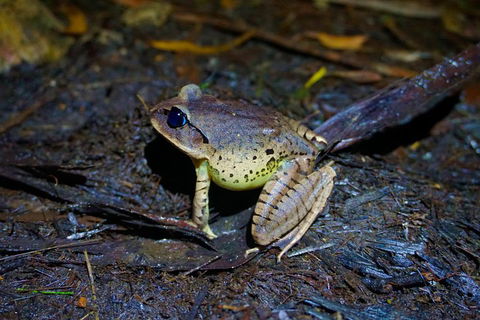 Glow Worms Private Tour - Nocturnal Rainforest Walk - Restaurant Guide 0