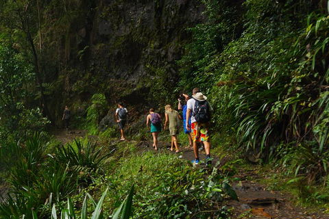 Glow Worms Private Tour - Nocturnal Rainforest Walk - Restaurant Guide 1