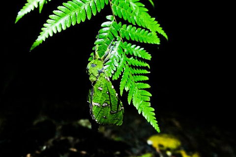Glow Worms Private Tour - Nocturnal Rainforest Walk - Restaurant Guide 2