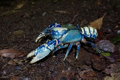 Glow Worms Private Tour - Nocturnal Rainforest Walk - Restaurant Guide 4