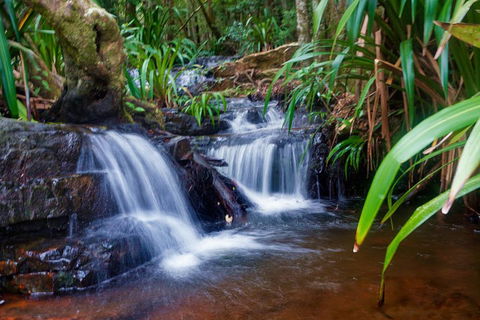 Glow Worms Private Tour - Nocturnal Rainforest Walk - Restaurant Guide 5