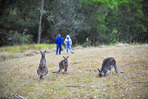 Private Blue Mountains And Winery Day-Trip From Sydney - Restaurant Guide 5