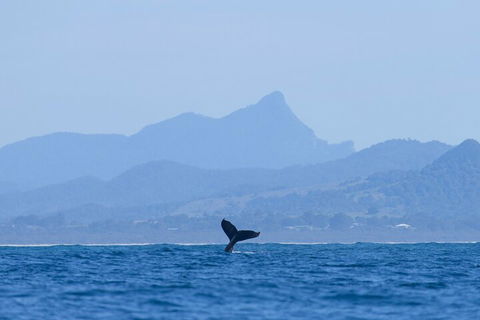The Byron Bay Sea Kayak Tour - Restaurant Guide 0