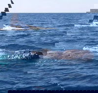 Noosa Whale Watching - Restaurant Guide