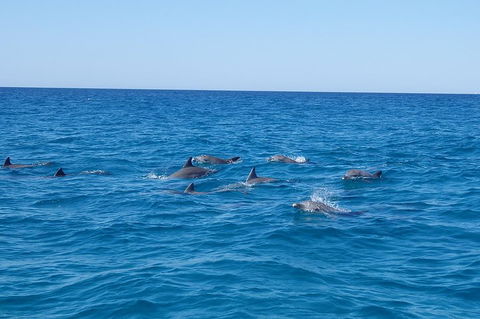 Noosa Wild Dolphin Safari - Restaurant Guide 3