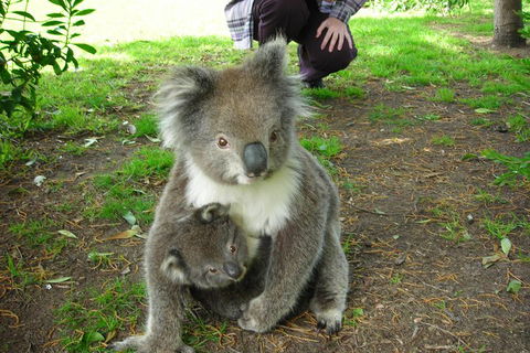 3-Day Adelaide To Melbourne Tour Including The Great Ocean Road - Restaurant Guide 3