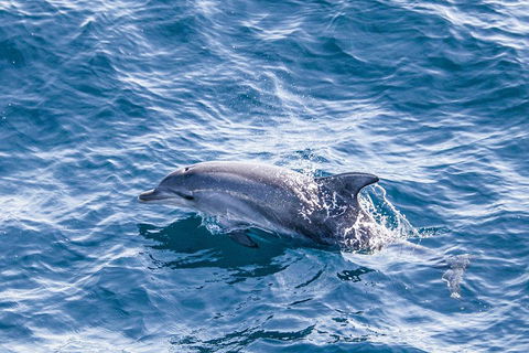 All Inclusive Dolphin And Tangalooma Wrecks Cruise - Restaurant Guide 1