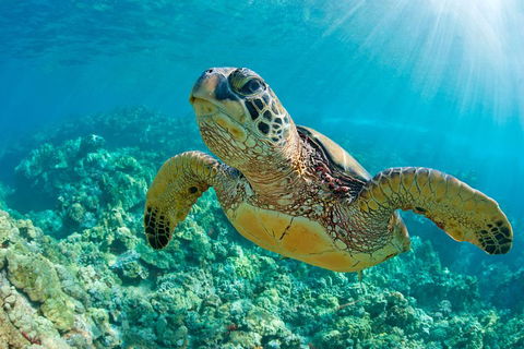 All Inclusive Tangalooma Wrecks Cruise Tour From Gold Coast - Restaurant Guide 4