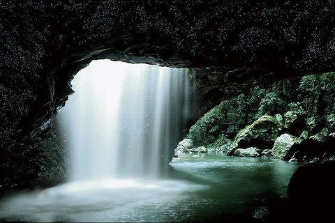 Natural Bridge Glow Worm Night Tour From Gold Coast - Restaurant Guide 0