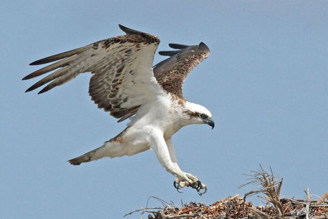 Shipwreck Special Nature Tour/Half Day Tour - Restaurant Guide 4