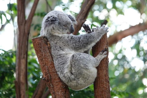 Small-Group Blue Mountains Tour With A Local Guide - Restaurant Guide 2