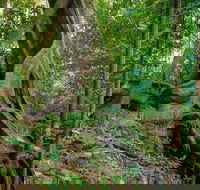 Private Daintree Mossman Gorge Exclusive Nature and Wildlife Focus - Restaurant Guide