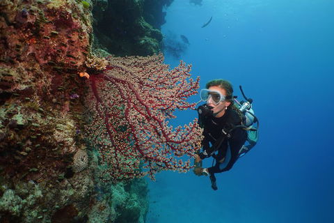Silversonic Outer Great Barrier Reef Dive And Snorkel Cruise From Port Douglas - Restaurant Guide 0