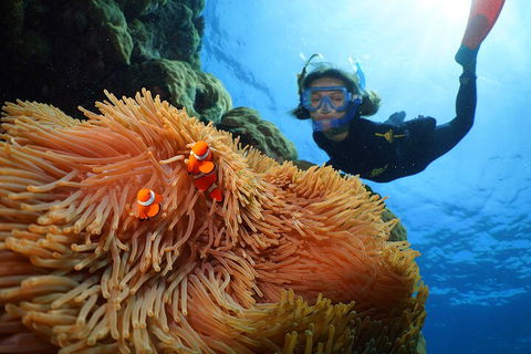 Silversonic Outer Great Barrier Reef Dive And Snorkel Cruise From Port Douglas - Restaurant Guide 3
