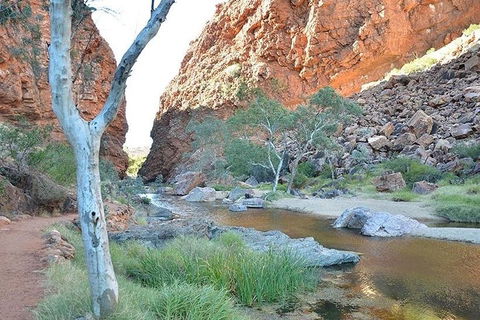 Alice Springs, Uluru Ayers Rock & Kings Canyon 8 Days Touring Package - Restaurant Guide 2