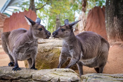 The Ultimate Sydney Attractions Pass - Restaurant Guide 2