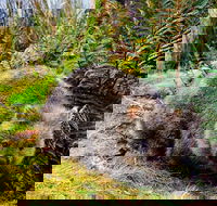 Cradle Mountain National Park Day Tour from Launceston - Restaurant Guide