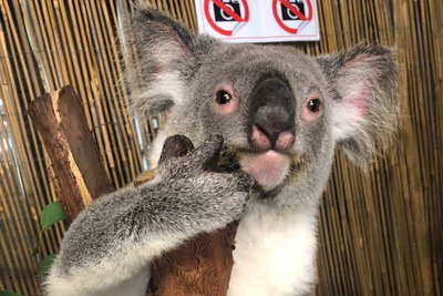 Kuranda Tour Deluxe Course with Kuranda 3 Zoos or Free Course