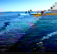 Penguin and Seal Islands Sea Kayaking Experience - Restaurant Guide