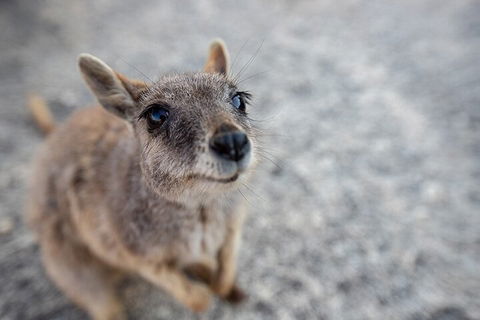Chillagoe Caves And Outback Day Trip From Cairns - Restaurant Guide 2