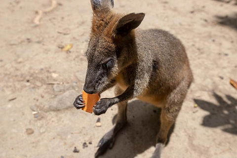 Chillagoe Caves And Outback Day Trip From Cairns - Restaurant Guide 5
