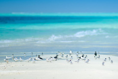 Private Coral Cay Bubbles Tour - Restaurant Guide 2