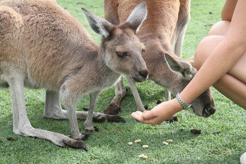 Pinnacles Desert, Koalas And Sandboarding 4WD Day Tour From Perth - Restaurant Guide 1