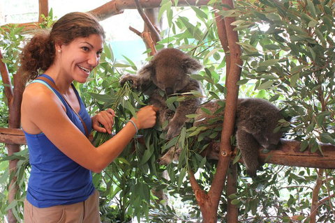 Pinnacles Desert, Koalas And Sandboarding 4WD Day Tour From Perth - Restaurant Guide 5