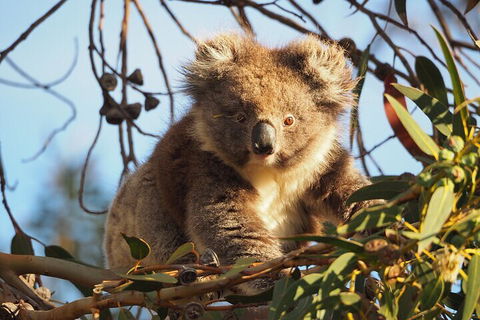 2-Hour Koala Walking Tour In Kangaroo Island - Restaurant Guide 0