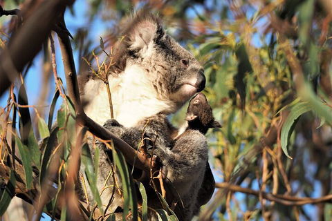 2-Hour Koala Walking Tour In Kangaroo Island - Restaurant Guide 1