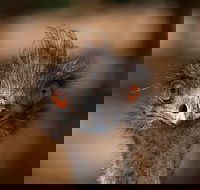 Currumbin Wildlife Sanctuary General Entry Ticket - Restaurant Guide