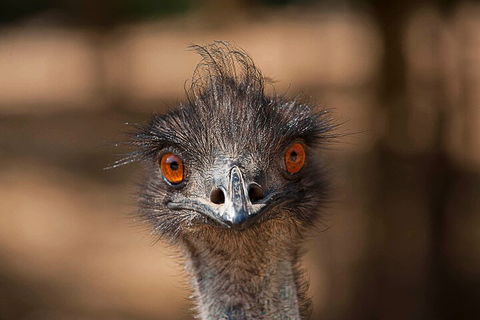 Currumbin Wildlife Sanctuary General Entry Ticket - Restaurant Guide 0