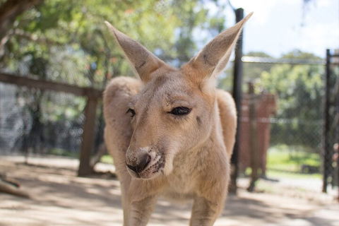 Currumbin Wildlife Sanctuary General Entry Ticket - Restaurant Guide 2