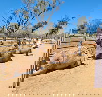 West MacDonnell Ranges Half-Day Small-Group Tour with Camel Ride - Restaurant Guide