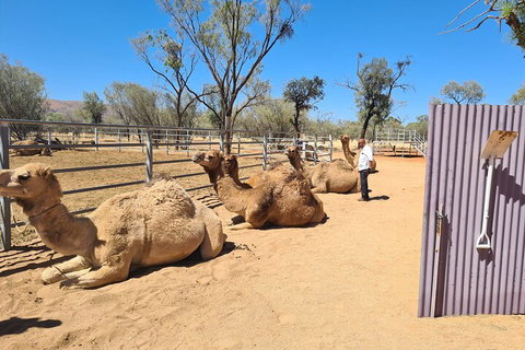West MacDonnell Ranges Half-Day Small-Group Tour With Camel Ride - Restaurant Guide 0