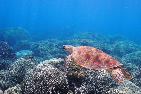 Calypso Outer Great Barrier Reef Cruise From Port Douglas - Restaurant Guide 2