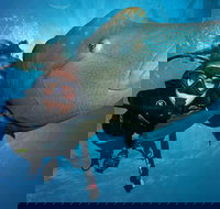 Great Barrier Reef Snorkeling and Diving Cruise from Cairns - Restaurant Guide