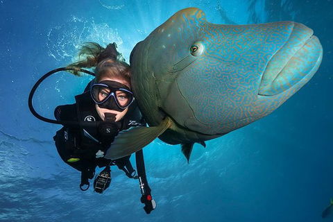 Great Barrier Reef Snorkeling And Diving Cruise From Cairns - Restaurant Guide 0