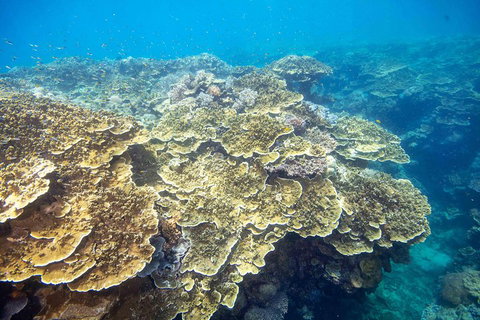 Cruise To Moore Reef Pontoon And Return Helicopter Flight From Cairns - Restaurant Guide 5
