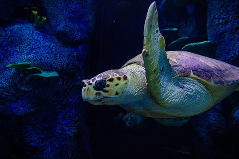 Sydney Attractions Pass: SEA LIFE Aquarium, Sydney Tower Eye, WILD LIFE Zoo And Madame Tussauds - Restaurant Guide 1