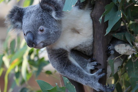 Sydney Attractions Pass: SEA LIFE Aquarium, Sydney Tower Eye, WILD LIFE Zoo And Madame Tussauds - Restaurant Guide 2