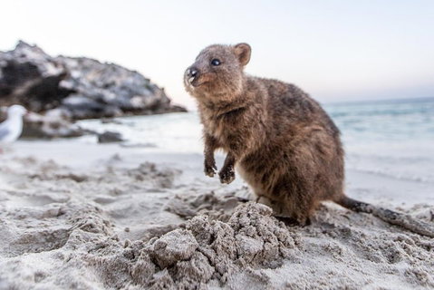 Rottnest Island Bike & Ferry Package From Perth - Restaurant Guide 5