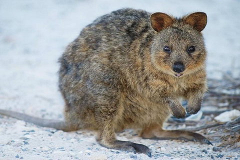 Rottnest Island Bike, Snorkel & Ferry Package From Perth - Restaurant Guide 3