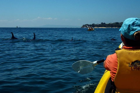 Mornington Peninsula Kayak Coastline Tour Of Dolphin Sanctuary - Restaurant Guide 0