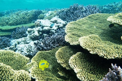 Abrolhos Islands Scenic Flight & Snorkel Adventure From Perth - Restaurant Guide 4