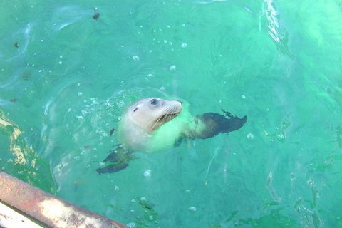 Abrolhos Islands Scenic Flight & Snorkel Adventure From Perth - Restaurant Guide 5