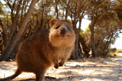 Pinnacles  Rottnest Island Scenic Air  Ground Tour