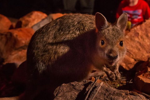 Alice Springs Desert Park Nocturnal Tour - Restaurant Guide 3