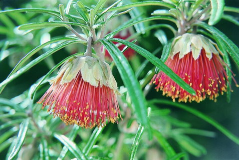 Full-Day Pinnacles Desert And Yanchep National Park Tour From Perth - Restaurant Guide 1