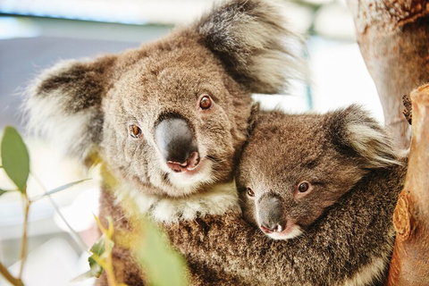 Full-Day Pinnacles Desert And Yanchep National Park Tour From Perth - Restaurant Guide 5